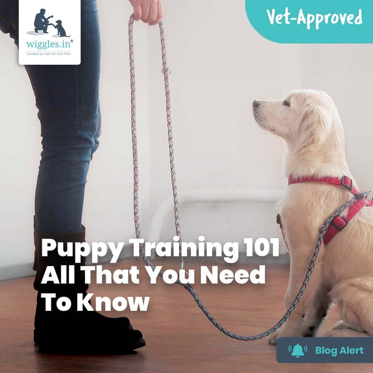 Puppy Training 101 All That You Need To Know Wiggles.in