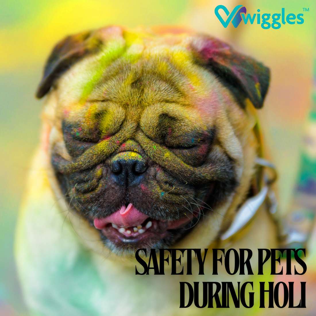 Keeping Pets Safe: A Guide to Celebrating Holi Responsibly