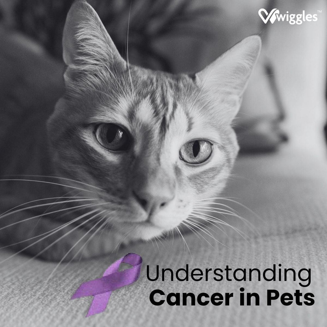 a cat with a purple ribbon that symbolizes cancer awareness with the words understanding cancer in pets written on it