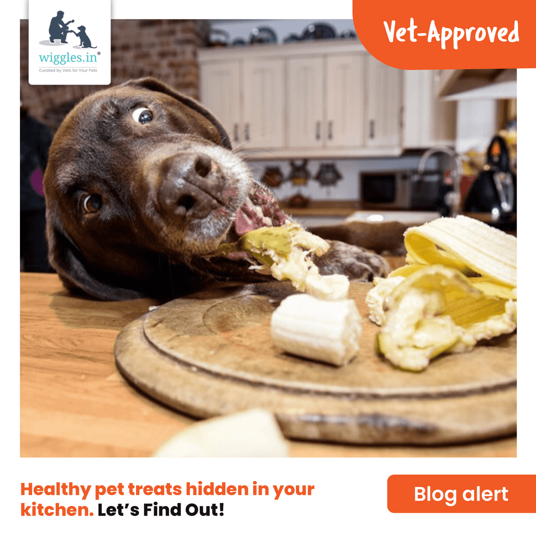 Healthy pet treats hidden in your kitchen - Wiggles.in