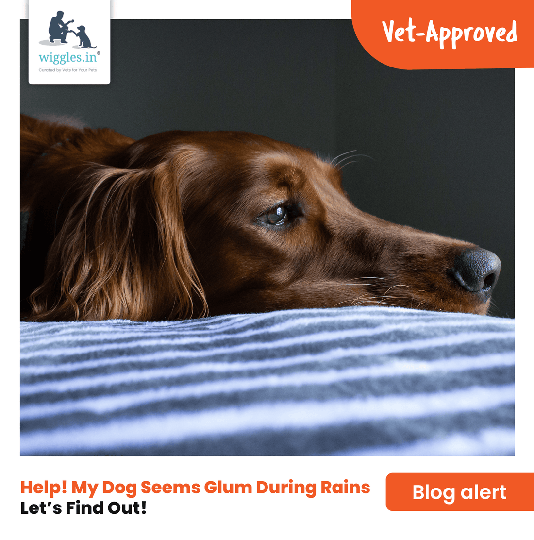 Help! My Dog Seems Glum During Rains - Wiggles.in