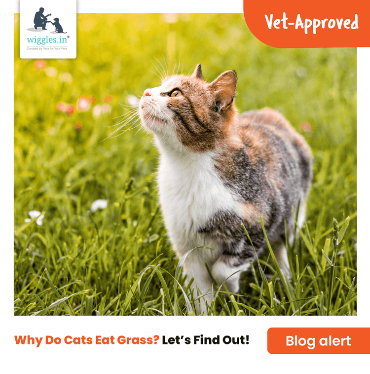 Image showcasing Why Do Cats Eat Grass? | Wiggles Blog