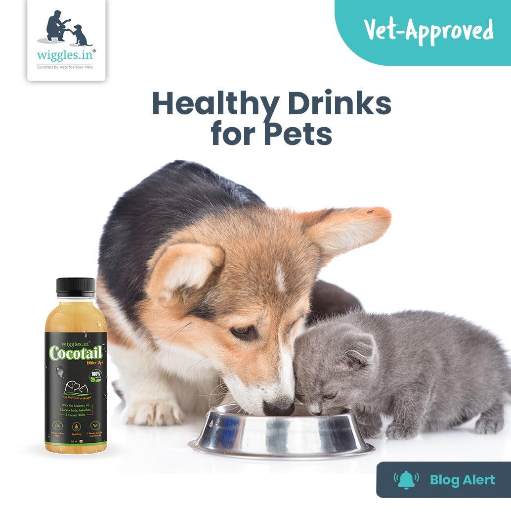 Healthy Drinks for Pets - Wiggles.in