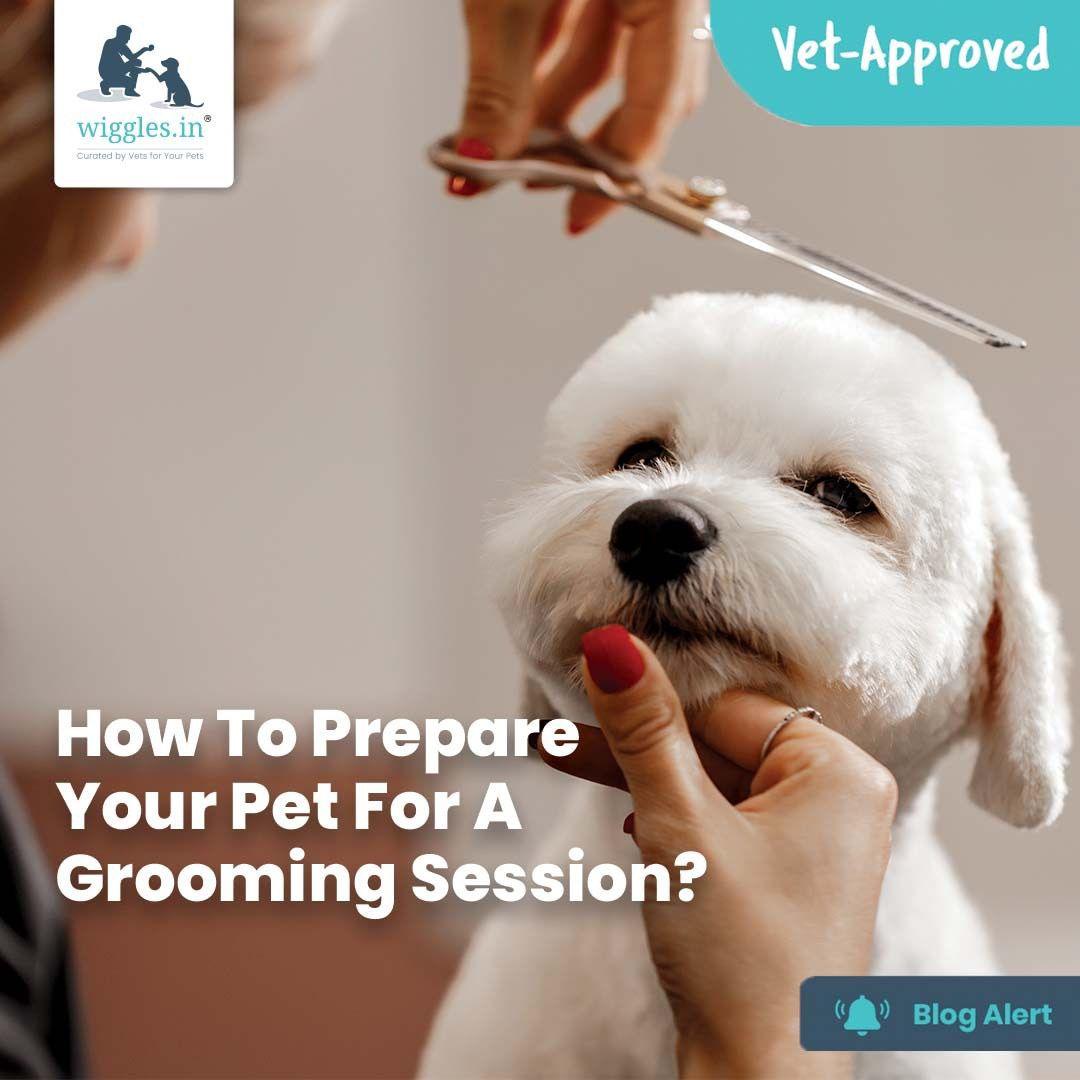 How To Prepare Your Pet For A Grooming Session? - Wiggles.in