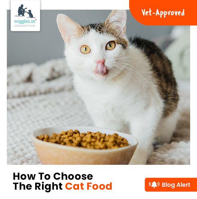 How To Choose The Right Cat Food - Wiggles.in