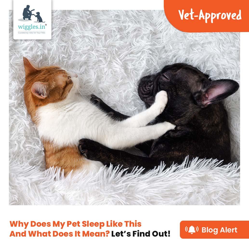 Why Does My Pet Sleep Like This And What Does It Mean? Let’s Find Out! - Wiggles.in