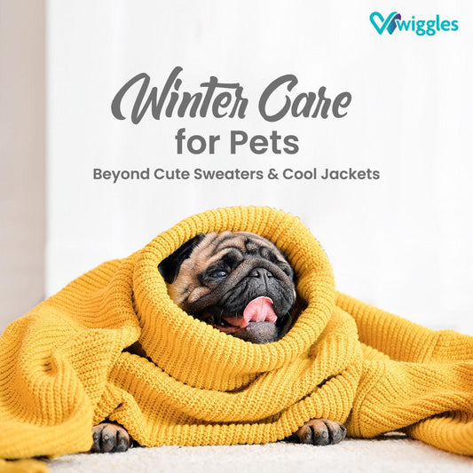 a blog by wiggles showing a pug in a sweater looking cozy with the words winter care for pets - beyond cute sweaters and cool jackets