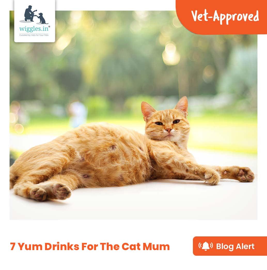 7 Yum Drinks For The Cat Mum - Wiggles.in
