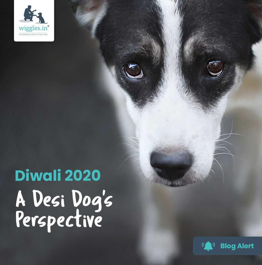 Diwali 2020 - A Desi Dog's Perspective - Wiggles.in