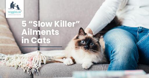 5 ‘Slow Killer’ Ailments in Cats