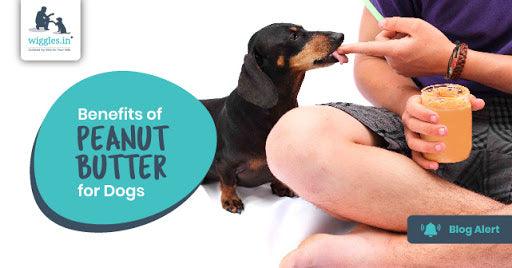 Benefits of Peanut Butter for Dogs - Wiggles.in