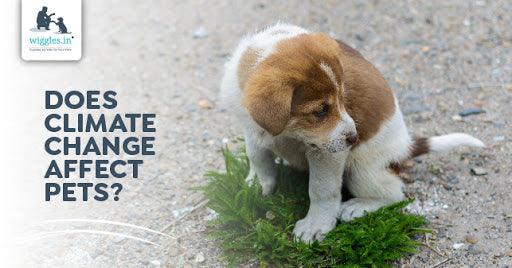 Does climate change affect pets? - Wiggles.in