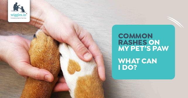 Common Rashes On My Pet’s Paw - What Can I Do? - Wiggles.in