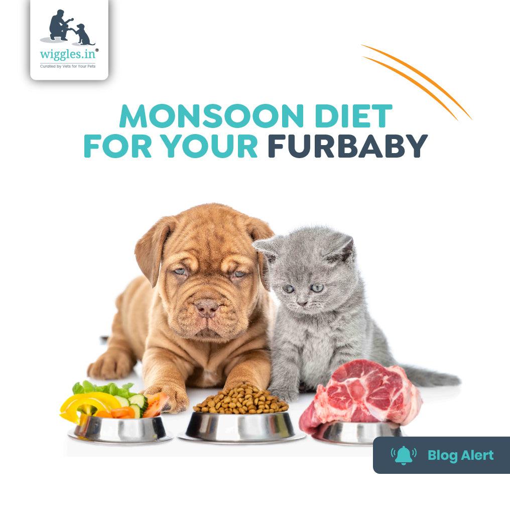 Monsoon Diet For Your Furbaby - Wiggles.in