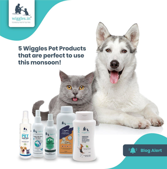 5 Wiggles Pet Products that are perfect to use this monsoon! - Wiggles.in