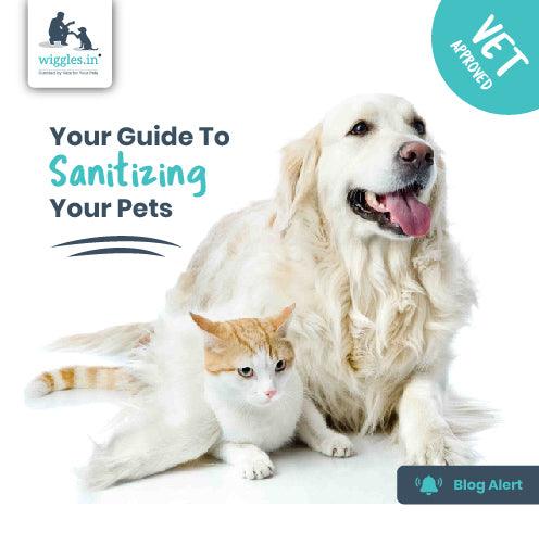 Your Guide To Sanitizing Your Pets - Wiggles.in