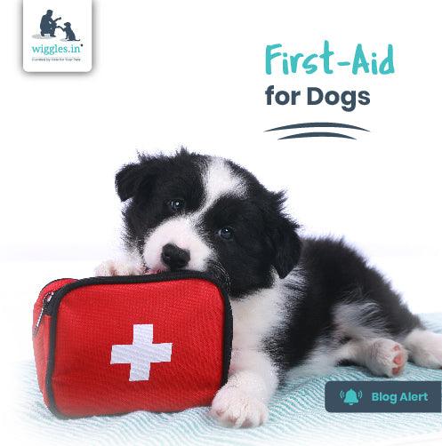 First Aid for Dogs - Wiggles.in
