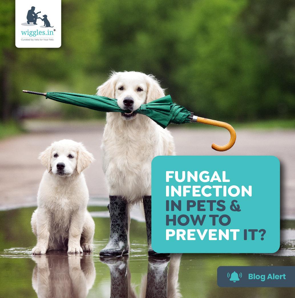 Fungal Infection in Pets & How To Prevent It? - Wiggles.in