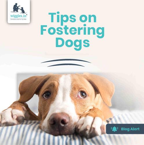 Tips on Fostering Dogs - Wiggles.in