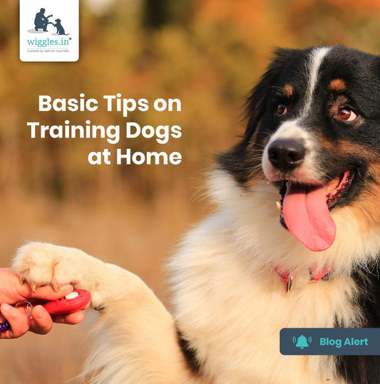 Basic Tips on Training Dogs at Home - Wiggles.in