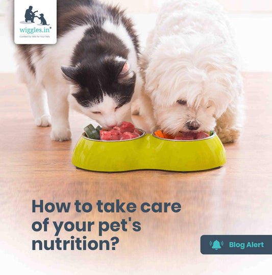 How to Take Care of Your Pet's Nutrition? - Wiggles.in