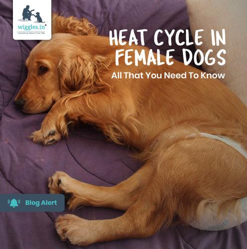 Heat Cycle In Female Dogs - All That You Need To Know - Wiggles.in