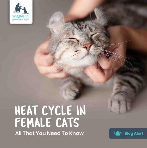 Heat Cycle In Female Cats: All That You Need To Know