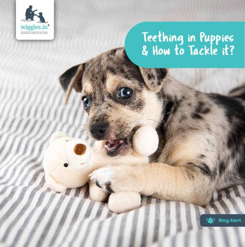 Teething in Puppies & How to Tackle it? - Wiggles.in