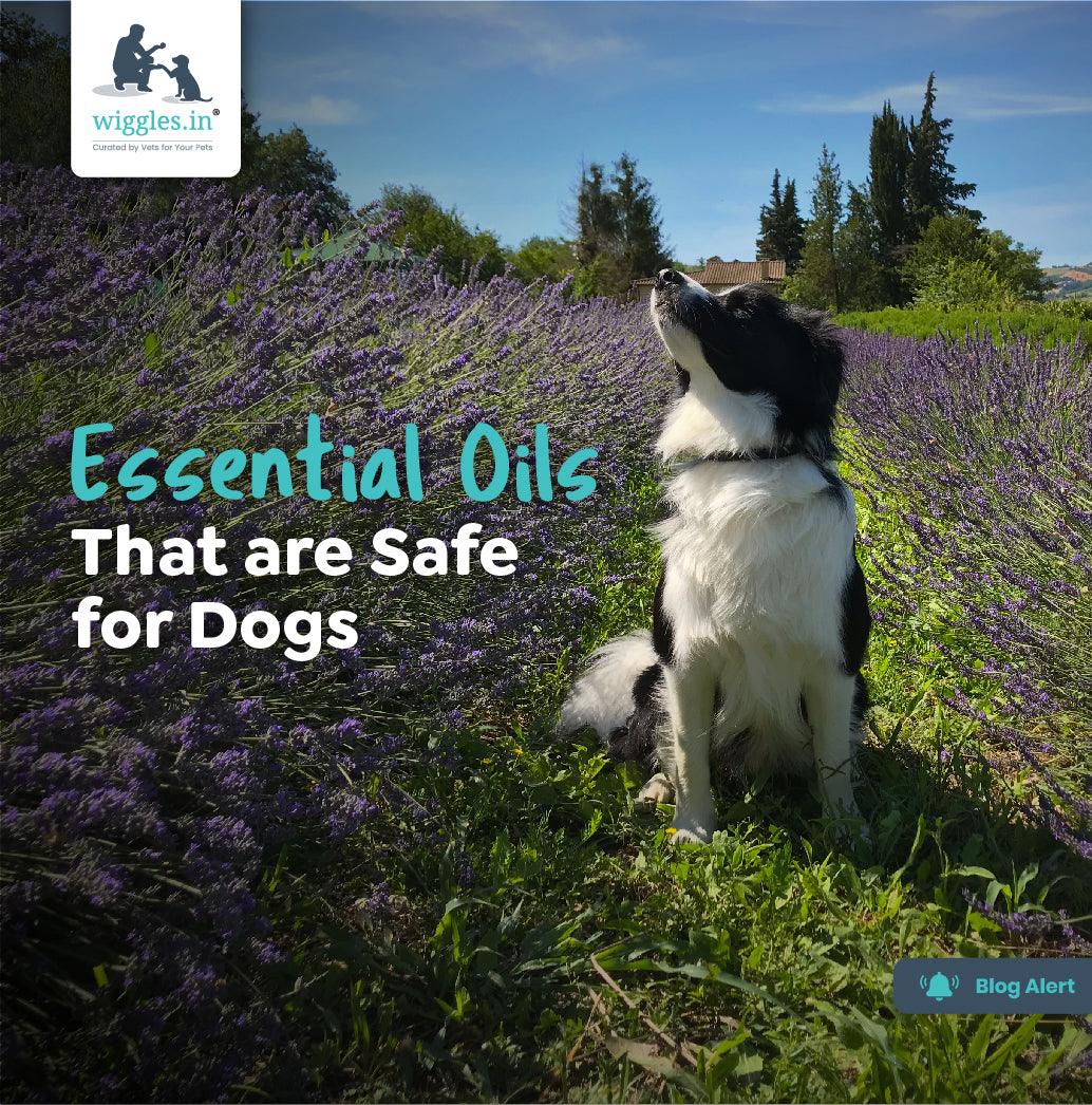 Essential Oils That Are Safe For Dogs - Wiggles.in