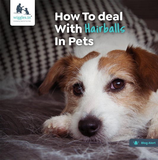 How To Deal With Hairballs In Pets