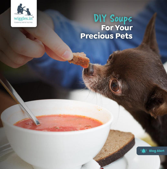 DIY Soups For Your Precious Pets - Wiggles.in