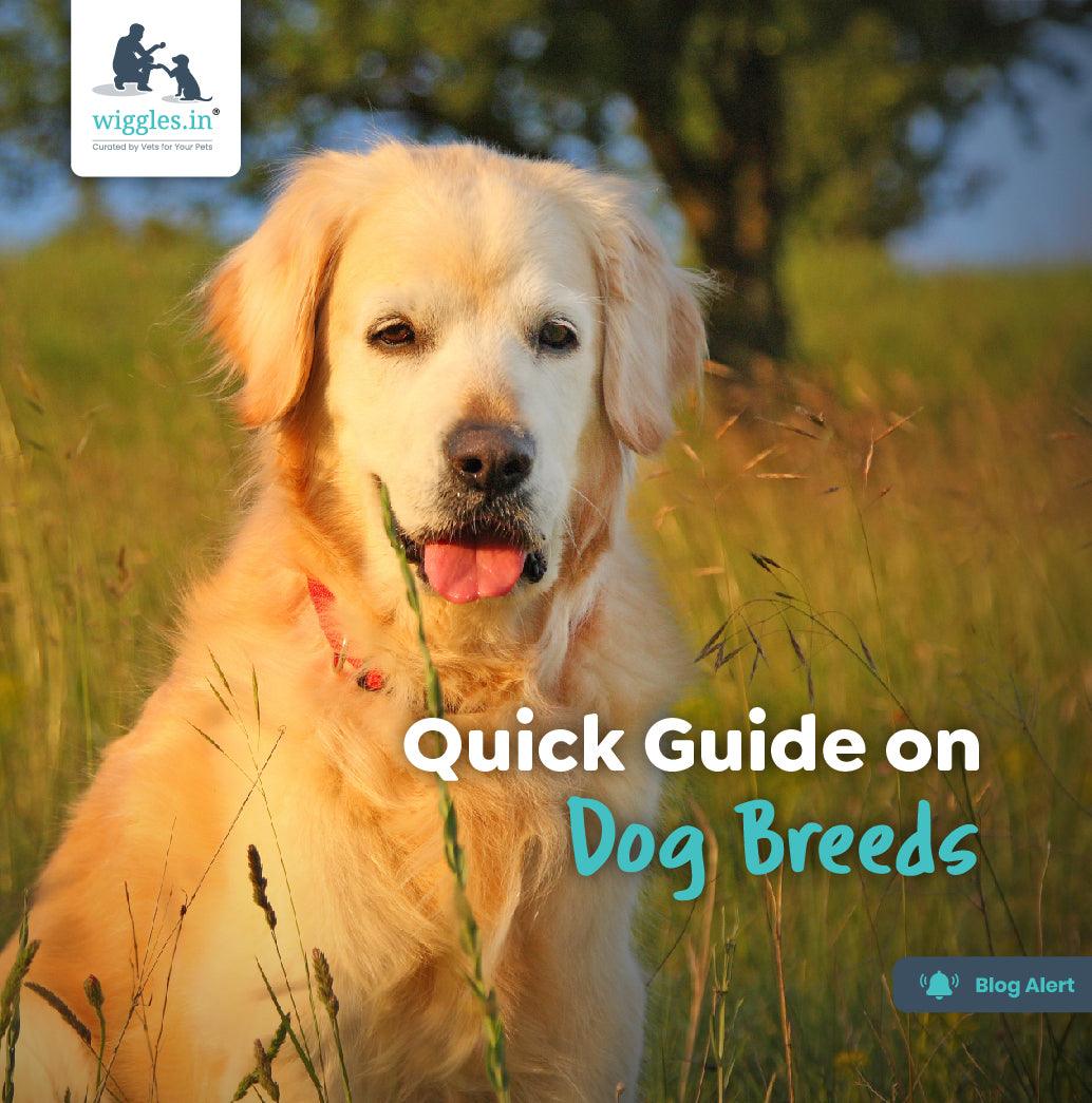 Quick Guide on Dog Breeds - Wiggles.in