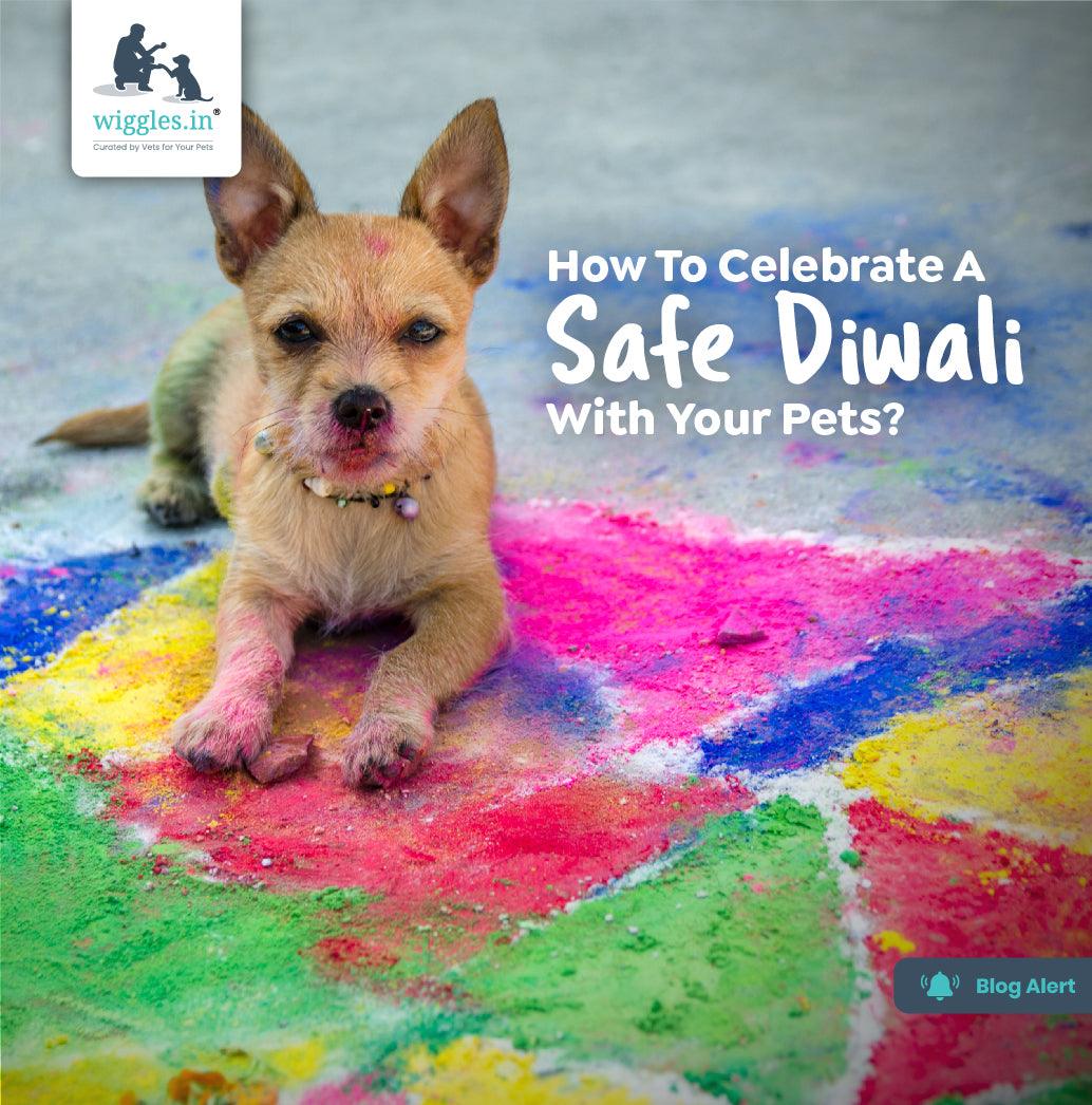 How To Celebrate A Safe Diwali With Your Pets? - Wiggles.in