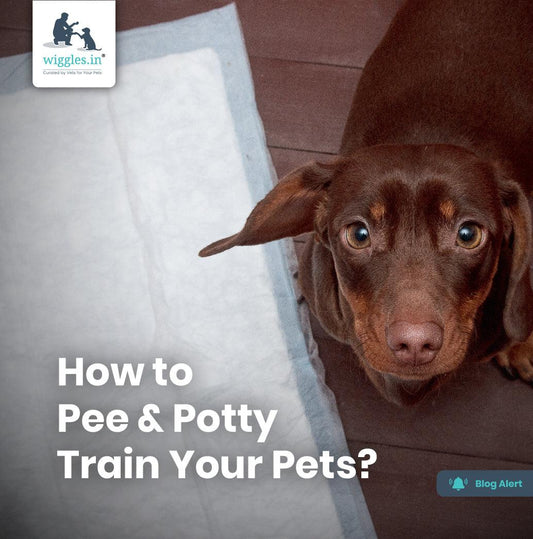 How to Pee & Potty Train Your Pet? - Wiggles.in
