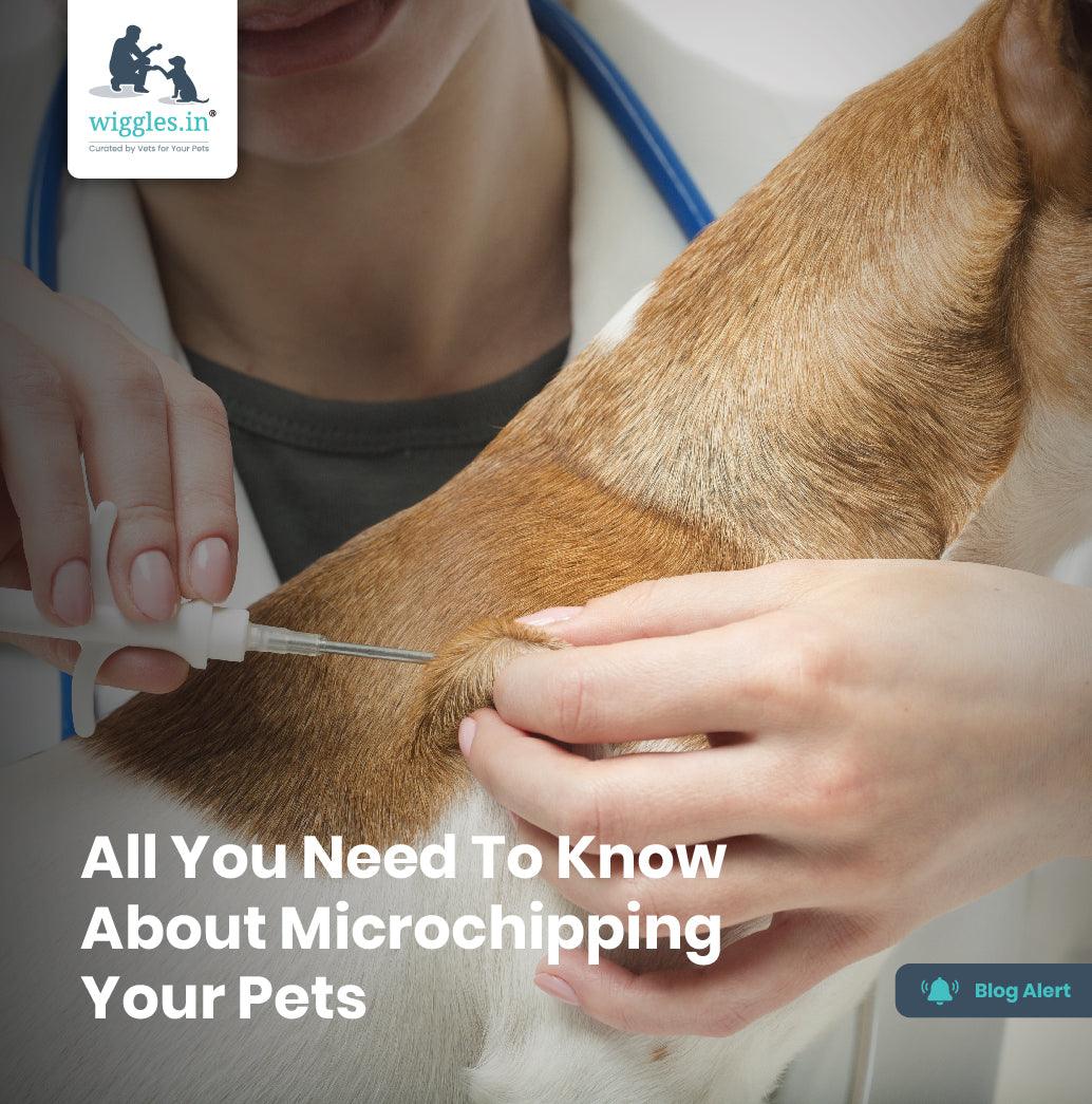 All You Need To Know About Microchipping Your Pets - Wiggles.in
