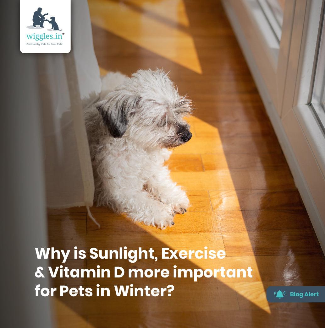 Why is Sunlight, Exercise & Vitamin D more important for Pets in Winter? - Wiggles.in
