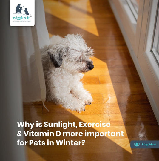 Why is Sunlight, Exercise & Vitamin D more important for Pets in Winter? - Wiggles.in