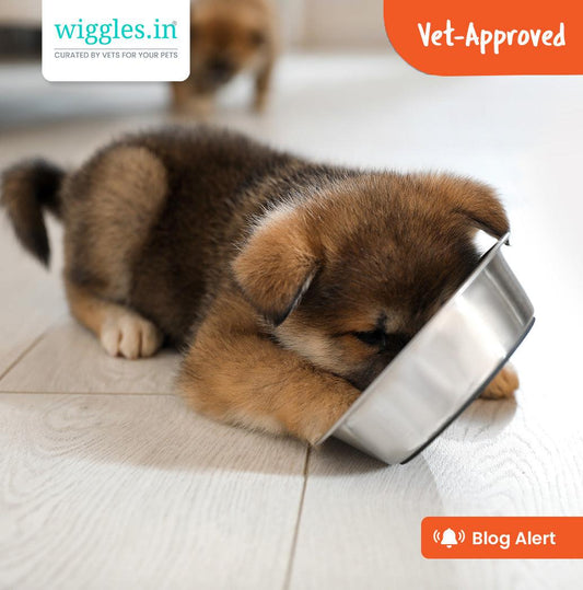 The Right Food For An Always Hungry Puppy - Wiggles.in