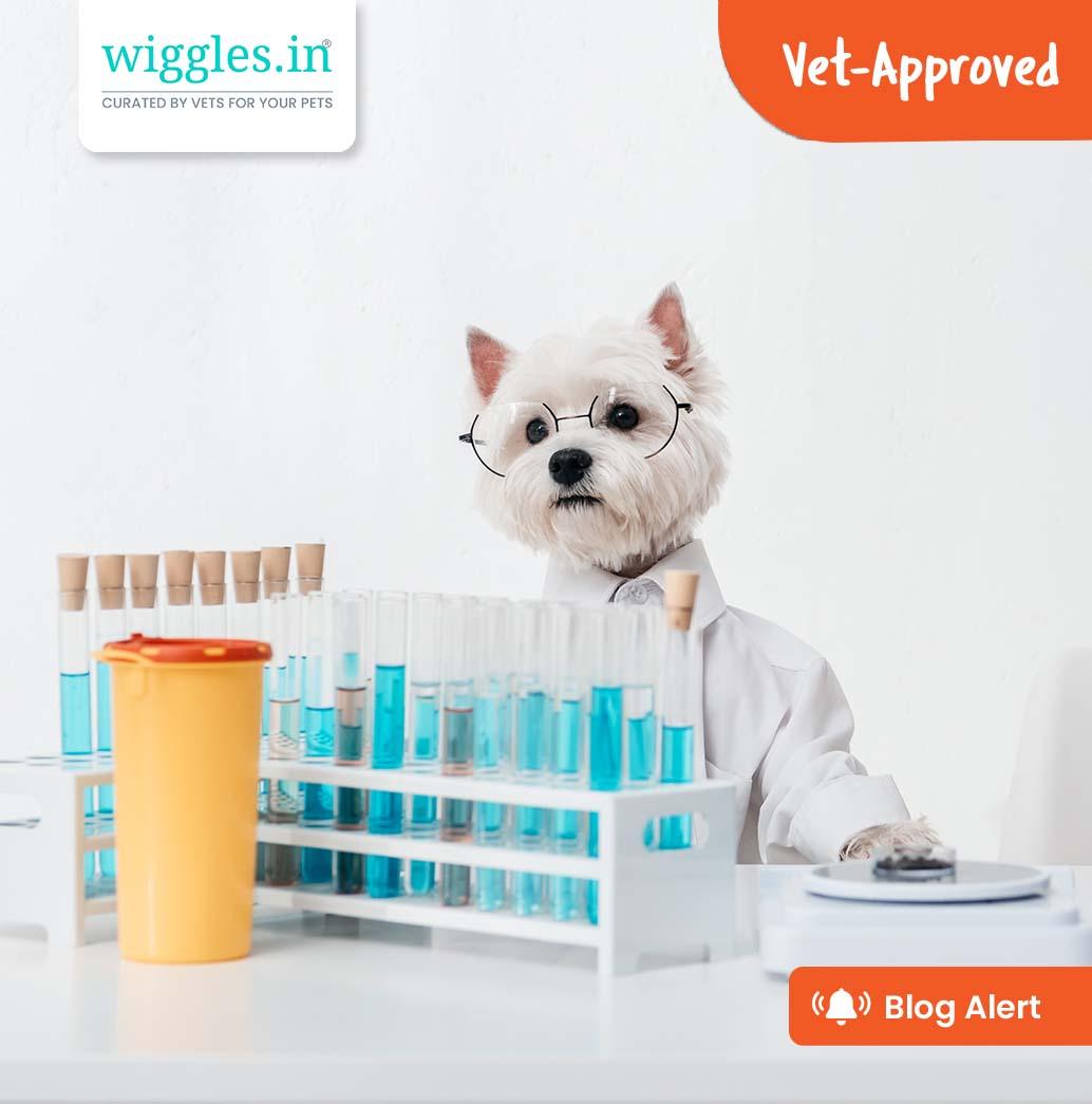 The Science of Dog Nutrition - Wiggles.in