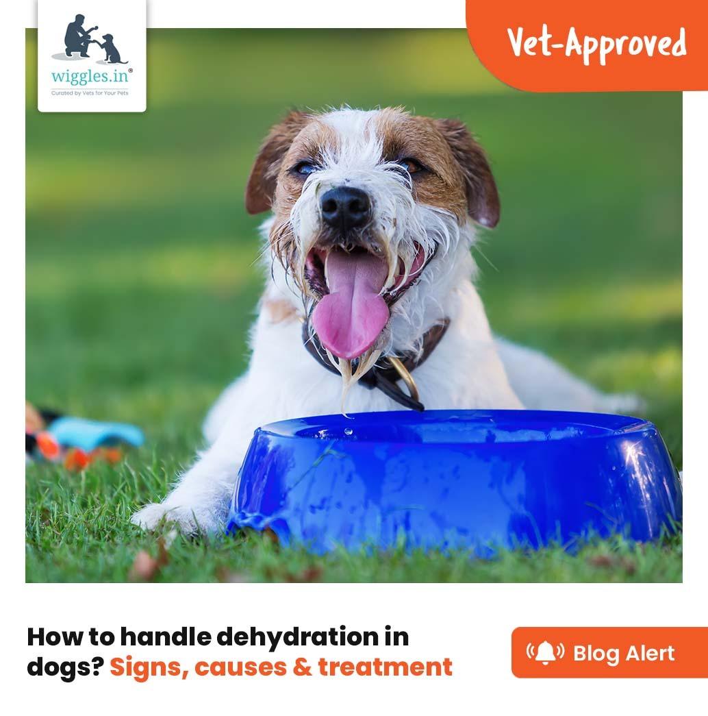 How To Handle Dehydration In Dogs? Signs, Causes & Treatment - Wiggles.in