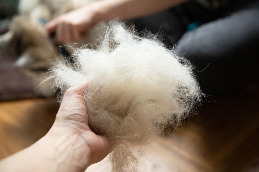 Hair Shedding in Dogs - Dos & Donts