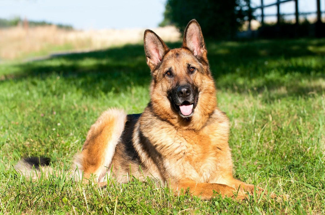 German Shepherd: Everything You Need To Know - Wiggles.in