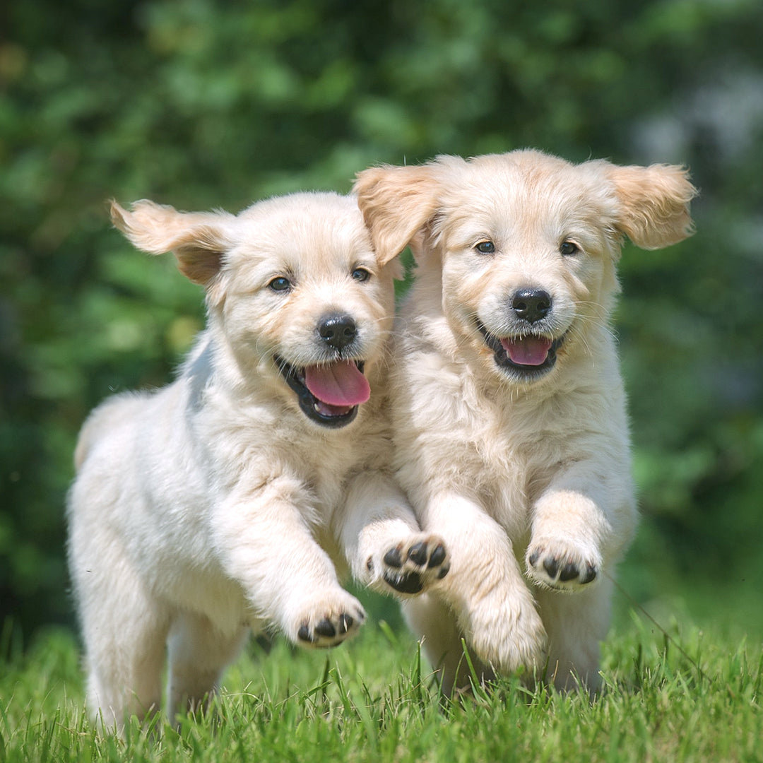 files/BARK_PARK_1.jpg