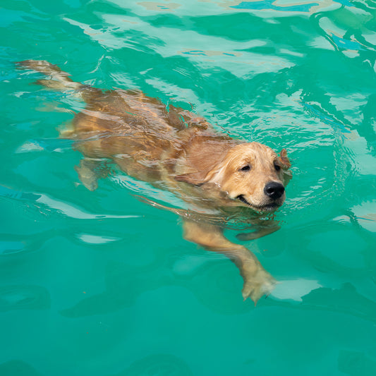 Swimming
