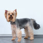 Full Body Shave (Dog)