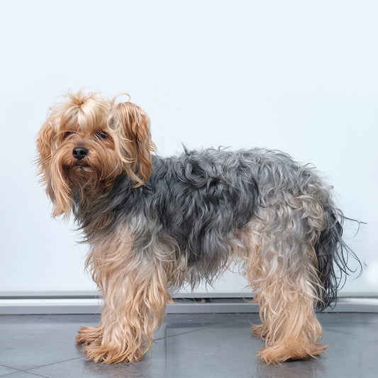 Full Body Shave (Dog)