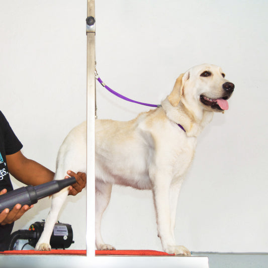 Bath & Blow Dry (Dog)