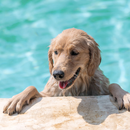 Swimming Packages