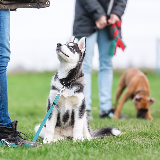 Puppy Training Camp