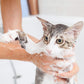 Posh Paws Bath (Cat)
